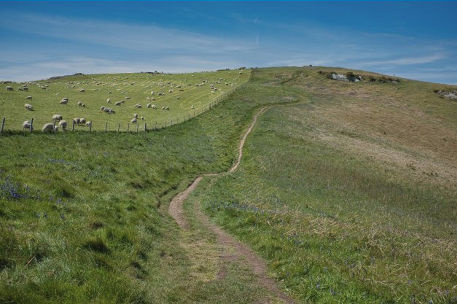 Sheep on Dina Head