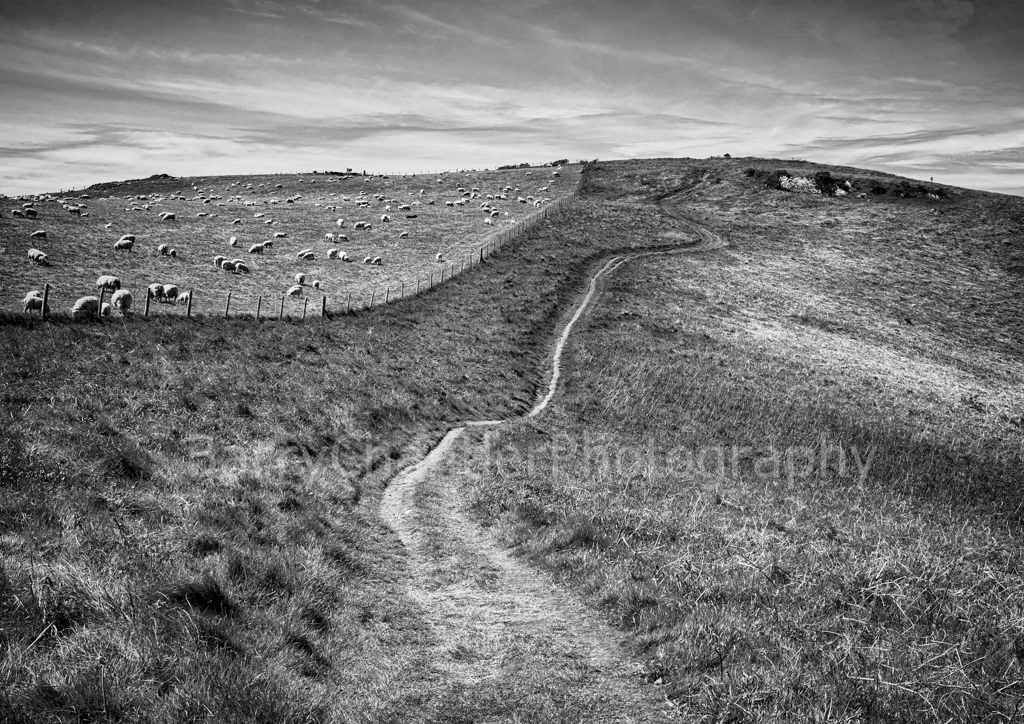 B&W Sheep On Dinas